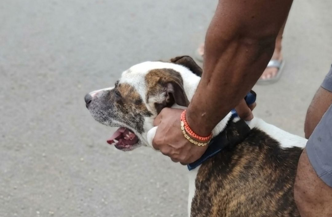 Uma menina de apenas 8 anos vivenciou momentos de terror no Parque Ipanema, em um incidente que destacou a importância da intervenção rápida da comunida...