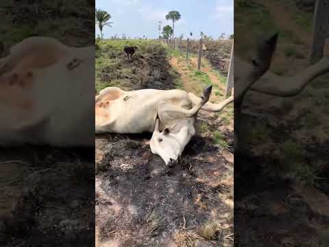 Mais um que merece play! Conteúdo de BOI BRABA, fresquinho do dia 06/10/2023. A gente não perdeu tempo e trouxe o conteúdo "Vida animal MG: Conteúdo iné...