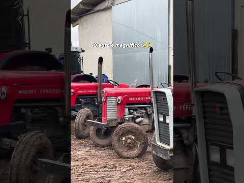 Olha esse conteúdo que apareceu pra gente — e que a gente não podia deixar passar! A gente não perdeu tempo e trouxe o conteúdo "Minas Gerais: Agroforte...