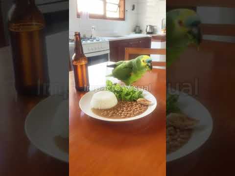 Achamos esse conteúdo de nossa produção e pensamos: “isso combina com o Portal Minas”. A gente não perdeu tempo e trouxe o conteúdo "Papagaio ladrão: do...