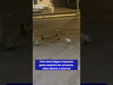 Chegou pra gente um conteúdo fresquinho, produzido por nossa produção, publicado em 09/10/2026. A gente não perdeu tempo e trouxe o conteúdo "Gatos assi...