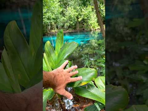 Olha esse conteúdo que apareceu pra gente — e que a gente não podia deixar passar! A gente não perdeu tempo e trouxe o conteúdo "Piscina Azul Esmeralda:...