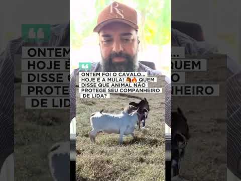 Conteúdo novo no pedaço! Produzido por nossa produção, com data de 11/10/2026. A gente não perdeu tempo e trouxe o conteúdo "Mula protege cavalo: Lealda...