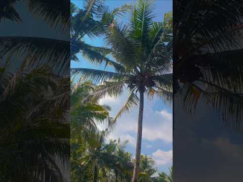 Achamos esse material de nossa produção e pensamos: “isso vai render assunto”. Traz pra cá! A gente não perdeu tempo e trouxe o conteúdo "Paz e beleza: ...