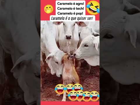 Atenção que esse material merece seu clique! Produção de nossa produção. A gente não perdeu tempo e trouxe o conteúdo "Caramelo: sucesso digital que val...