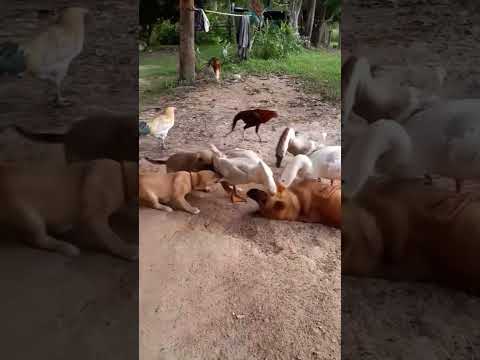 Achamos esse conteúdo de nossa produção e pensamos: “isso combina com o Portal Minas”. A gente não perdeu tempo e trouxe o conteúdo "Animais surpreendem...