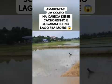 Olha esse conteúdo que apareceu pra gente — e que a gente não podia deixar passar! A gente não perdeu tempo e trouxe o conteúdo "Crueldade com pets: Den...