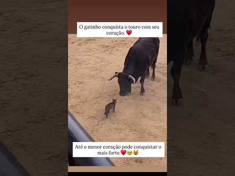 Se liga: material interessante produzido por nossa produção, publicado em 02/08/2026. A gente não perdeu tempo e trouxe o conteúdo "Gatinho amansa touro...