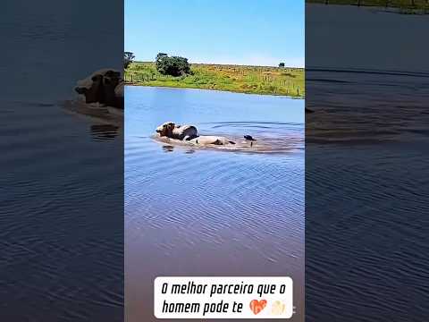 Conteúdo novo no pedaço! Produzido por nossa produção, com data de 25/05/2026. A gente não perdeu tempo e trouxe o conteúdo "este assunto: Top cachorro ...