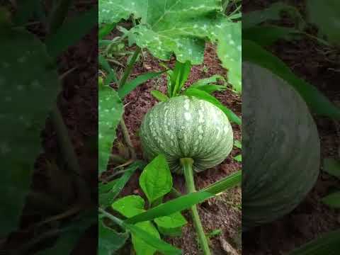 Se você é de Pedra do Anta MG, presta atenção: esse conteúdo de RIQUZEAS DA TERRA DA ZONA DA MATA MG está circulando bastante. A gente não perdeu tempo ...