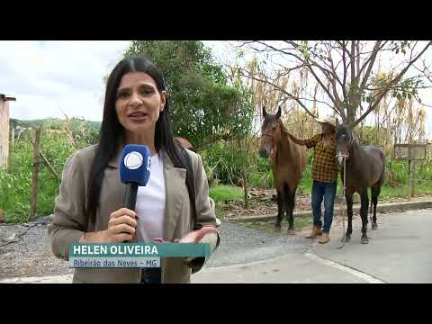 Morador de Ribeirão das Neves, Minas Gerais, faz um apelo comovente pela sua égua Lamparina, desaparecida há cerca de um mês. O animal sumiu após a port...