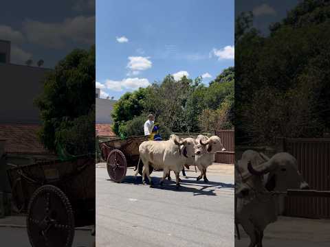 O Portal Minas apresenta um registro da fé, devoção e tradição que marcam o desfile de carro de boi em São Gonçalo do Pará MG. Este evento cultural cele...