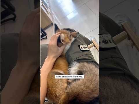 Pequena raposa resgatada emociona internautas