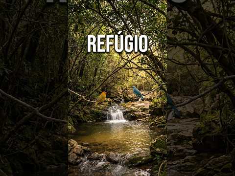 Cachoeira dos Pássaros: Paz e natureza em Piedade dos Gerais MG