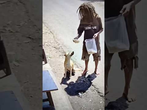 hermoso gesto de solidariedade aos animais famintos