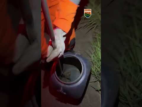 Cascavel capturada no Dona Sílvia: Bombeiros agem em Sete Lagoas
