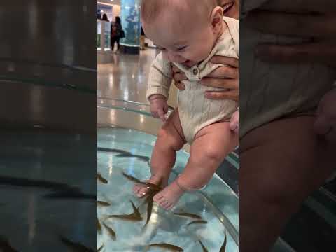 Reação adorável: bebê observa peixes como cientista mirim em momento fofo