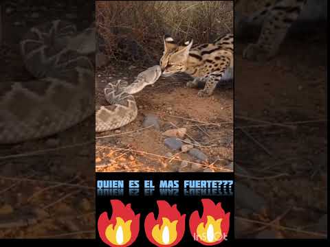 Confronto épico: desfecho surpreendente viraliza em nossa produção exclusiva